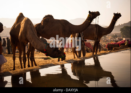 Cammelli acqua potabile da un trogolo di Pushkar Camel Fair, Pushkar, Ajmer, Rajasthan, India Foto Stock