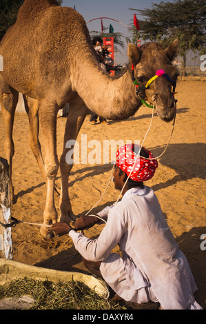 Uomo cammello di legatura con un palo di cemento, Pushkar Camel Fair, Pushkar, Ajmer, Rajasthan, India Foto Stock