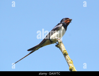 Dettagliate fino in prossimità di un Europeo Barn swallow (Hirundo rustica) in posa su di un ramo con un insetto ha catturato Foto Stock