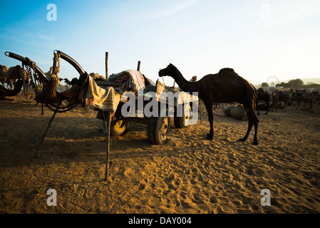 Cammello in piedi accanto a un carrello, Pushkar Camel Fair, Pushkar, Ajmer, Rajasthan, India Foto Stock