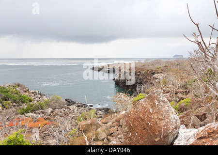 North Seymour, Isole Galapagos, Ecuador Foto Stock