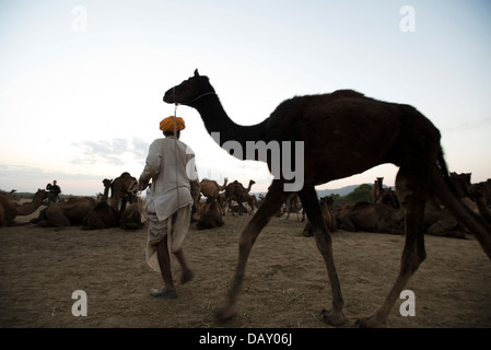 Uomo che cammina con il suo cammello a Pushkar Camel Fair, Foto Stock