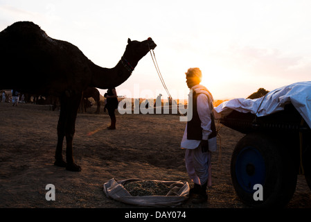 L'uomo con il suo cammello a Pushkar Camel Fair, Pushkar, Ajmer, Rajasthan, India Foto Stock