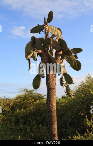 L' Opuntia cactus, Opuntia leucotricha, Isola di Santa Cruz, Isole Galapagos, Ecuador Foto Stock