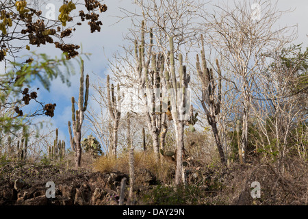 L' Opuntia cactus, Opuntia leucotricha, e candelabri Cactus, Isola di Santa Cruz, Isole Galapagos, Ecuador Foto Stock