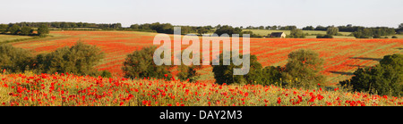 I campi di papavero Panoramic ( Papaver somniferum ) Foto Stock