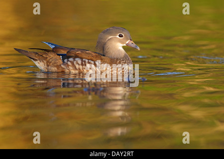 Femmine di Anatra di mandarino su un lago in inglese Foto Stock