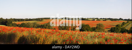 I campi di papavero Panoramic ( Papaver somniferum ) Foto Stock