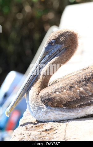 Brown Pelican, Pelecanus occidentalis, Puerto Ayora, Isola di Santa Cruz, Isole Galapagos, Ecuador Foto Stock