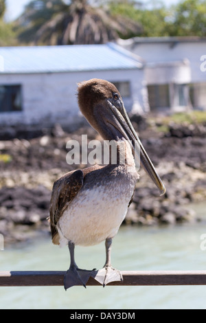 Brown Pelican, Pelecanus occidentalis, Puerto Ayora, Isola di Santa Cruz, Isole Galapagos, Ecuador Foto Stock