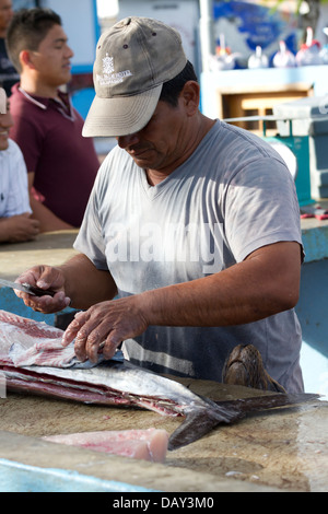 Puerto Ayora, Fishmarket, Isola di Santa Cruz, Isole Galapagos, Ecuador Foto Stock