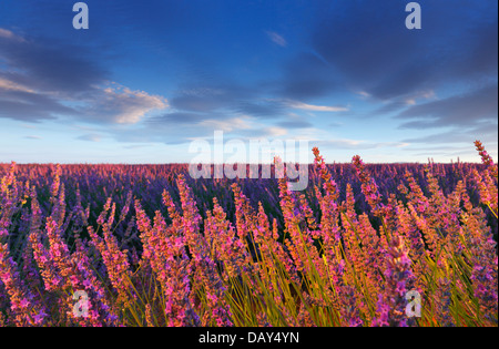 Fiori di lavanda in Provenza Foto Stock