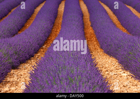 Campo di lavanda, Provenza Foto Stock