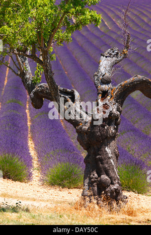 Un vecchio mandorlo nel campo di lavanda in Provenza, Francia Foto Stock