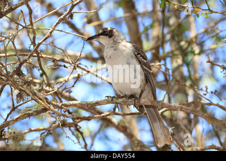 Le Galapagos Mockingbird, Mimus parvulus, Isola di Santa Cruz, Isole Galapagos, Ecuador Foto Stock