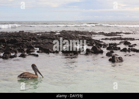 Brown Pelican, Pelecanus occidentalis, Puerto Ayora, Isola di Santa Cruz, Isole Galapagos, Ecuador Foto Stock