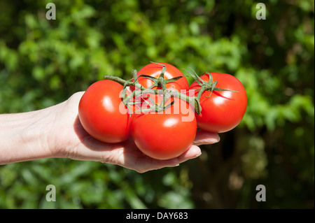 Appena raccolto i pomodori maturi in una donna di lato Foto Stock