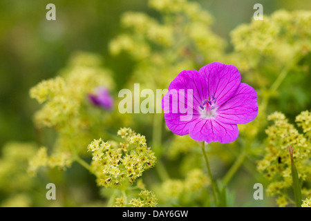 Rosa unico fiore di geranio inserimenti attraverso Alchemilla mollis. Foto Stock