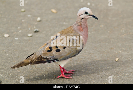 Primo piano di eared Colomba bird (Zenaida auriculata) ,Perù Foto Stock