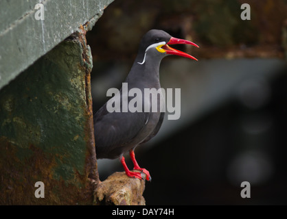Ritratto di Inca Tern bird (Larosterna inca) Lima in Perù Foto Stock