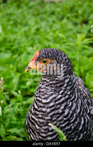 Plymouth Rock o bloccate rock capretti pollo in cantiere, Yarmouth Maine USA Foto Stock