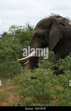 Elefante africano Loxodonta africana visto uscire fuori della spazzola Foto Stock