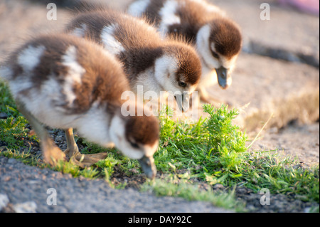 Oche e gosling pulcino e unico come un gruppo approfondimento i colori di questi uccelli sono superbe su un sfondo di erba e acqua Foto Stock