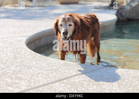 Femmina Senior golden retriever uscendo dalla piscina Foto Stock