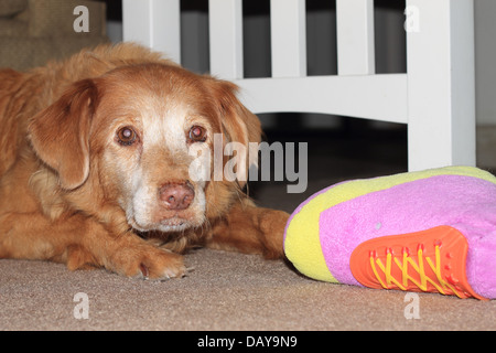 Femmina di Nova Scotia Duck Tolling Retriever con il suo giocattolo. Foto Stock