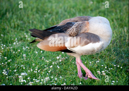 Serie di fotografie di oche egiziane: ritratti e foto di famiglia con goslings splendidi colori presi in Kensington Gardens Foto Stock