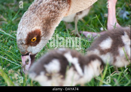 Serie di fotografie di oche egiziane: ritratti e foto di famiglia con goslings splendidi colori presi in Kensington Gardens Foto Stock