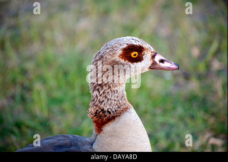 Serie di fotografie di oche egiziane: ritratti e foto di famiglia con goslings splendidi colori presi in Kensington Gardens Foto Stock