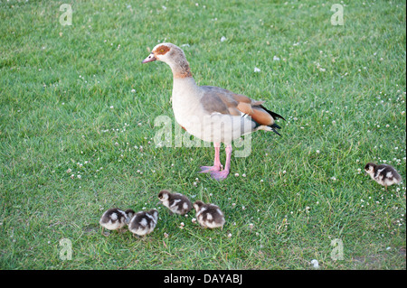 Foto di oche e gooslings vari in Kensington Gardens con erba sfondo colpi di testa, a piedi le foto di famiglia, baby goose Foto Stock