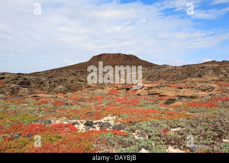 Carpetweed comune, portulacastrum Sesuvium, crescente sul campo lavico, Cinese Hat isola, isole Galapagos, Ecuador Foto Stock