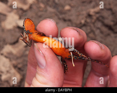 Parte inferiore del tritone alpestre Foto Stock