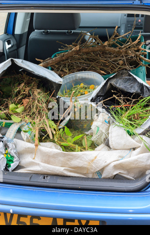 Sacchi di riciclaggio di scarti da giardino nel retro della macchina Foto Stock