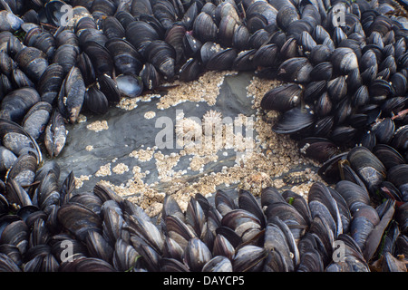 Cozza Mussles e Limpet sulla roccia grigio. Foto Stock