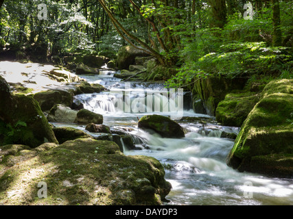 Golitha Falls River Fowey Bodmin Moor Cornwall Inghilterra, Cornish attrazione turistica Foto Stock