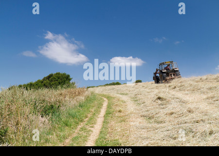 Fare fieno mentre il sole splende Foto Stock