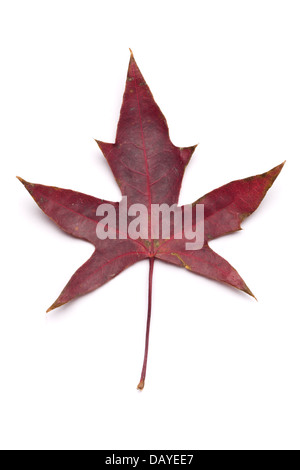 Autunno Foglia di acero isolato su sfondo bianco. Foto Stock