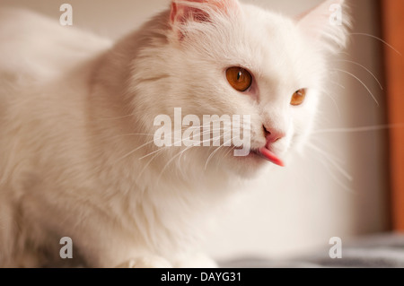 Gatto Foto Stock