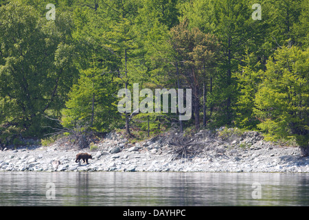 L'orso bruno (Ursus arctos) presso la costa del lago Baikal, Siberia, Russia Foto Stock