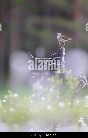 Wood Sandpiper (Tringa glareola) tra Hare's-coda (Cottongrass Eriophorum vaginatum) in allevamento bog habitat. L'Europa, Estonia Foto Stock