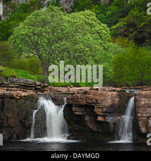 Wain Wath vigore nei pressi di Keld nel Yorkshire Dales di Inghilterra Foto Stock