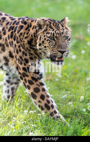 Leopardo dell'Amur Foto Stock