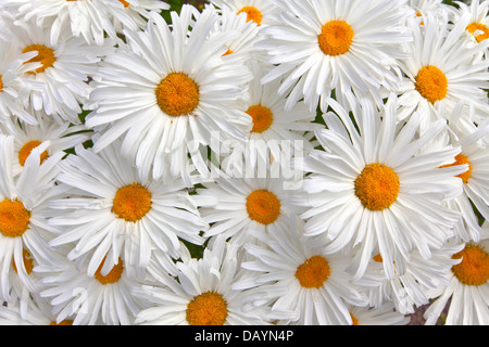 Margherite bianco come sfondo. Foto Stock
