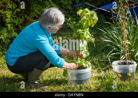 Irrigazione donna un nuovo impianto prima di piantare Foto Stock