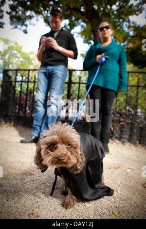 Una donna con il suo animale domestico poodle, vestito come Dracula per l annuale Tompkins Square Park cane Halloween Parade. Foto Stock