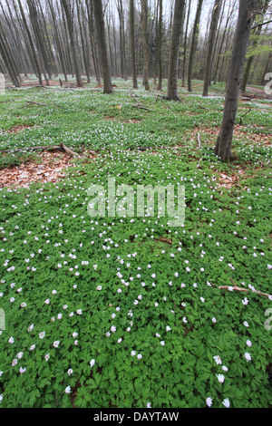 Anemoni di legno (Anemone nemorosa ,) che fiorisce in una foresta di faggio in primavera. Fotografato a Vejle Nørreskov, Danimarca Foto Stock