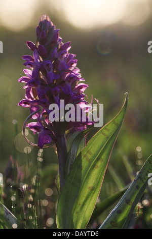 Retroilluminazione Western Marsh (orchidea Dactylorhiza majalis) con gocce di pioggia fotografato un inizio di mattina a Kvak Mølle. La Danimarca. Foto Stock